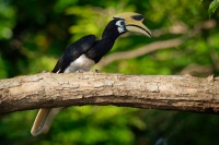 Zoborozec belolici - Anthracoceros albirostris - Oriental Pied-Hornbill o5064